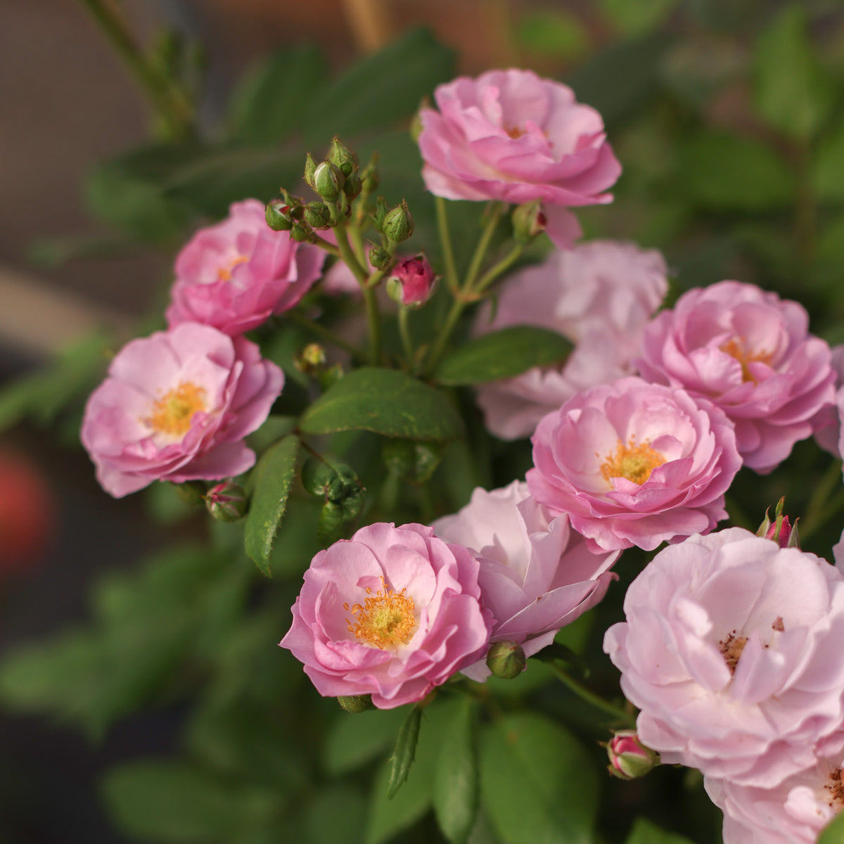 Rise Up Lilac Days Climbing Rose | Heirloom