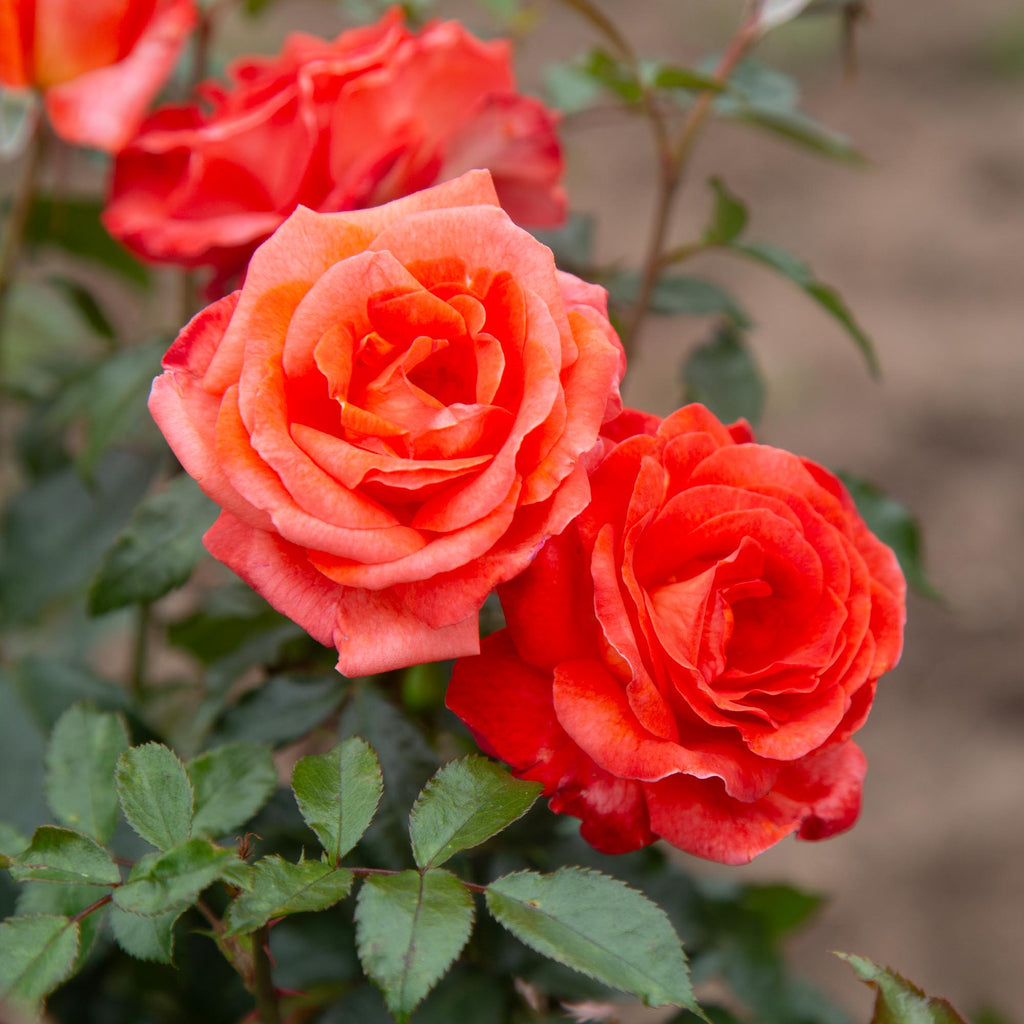 Rob Clement Robert Clements Shrub Rose | Fragrant Rose Bush – Heirloom