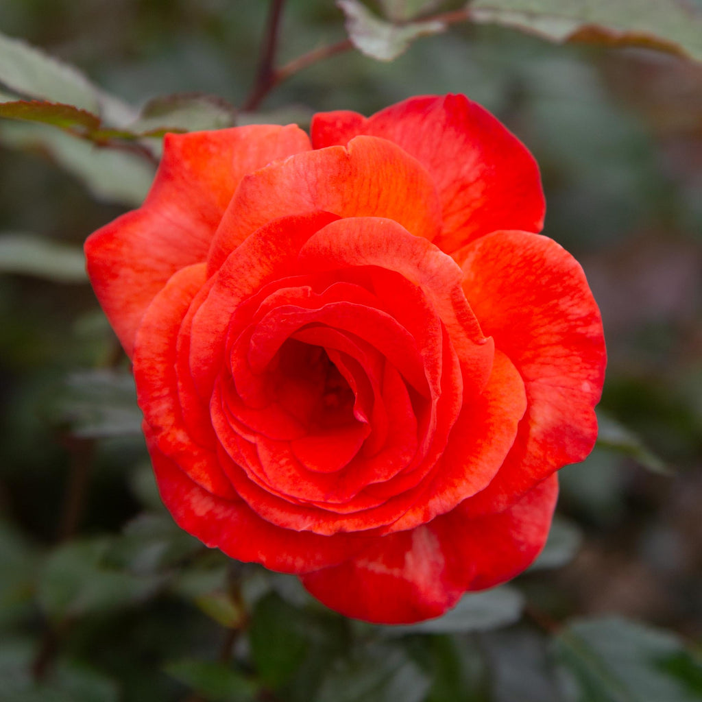 Rob Clement Robert Clements Shrub Rose | Fragrant Rose Bush – Heirloom