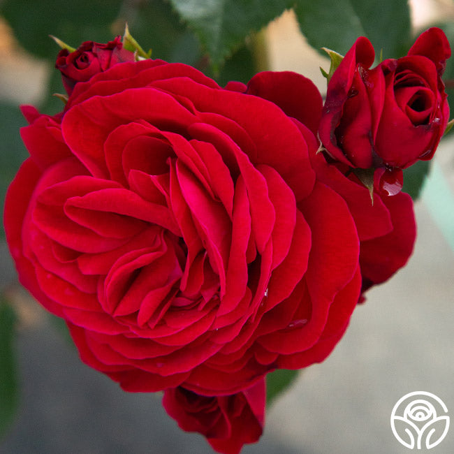 Janice Kellogg Floribunda Rose | Red Rose Plant – Heirloom Roses
