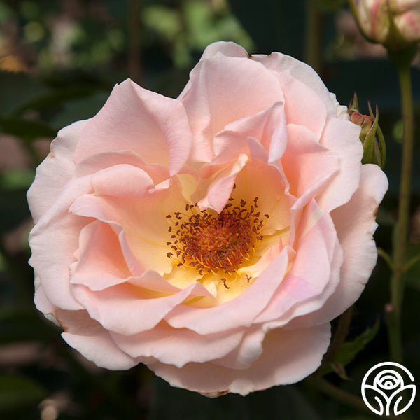 Rokoko_grande.jpg?v=1737663172