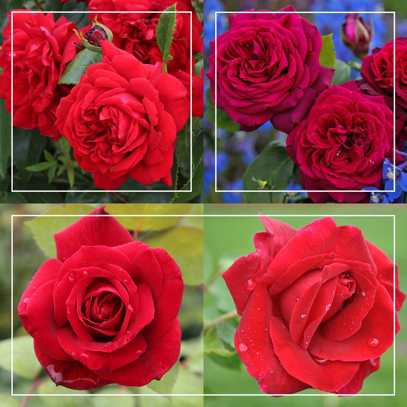Romantic Red Bouquet Collection