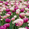 Romantic Mix