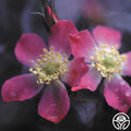 Rosa Glauca