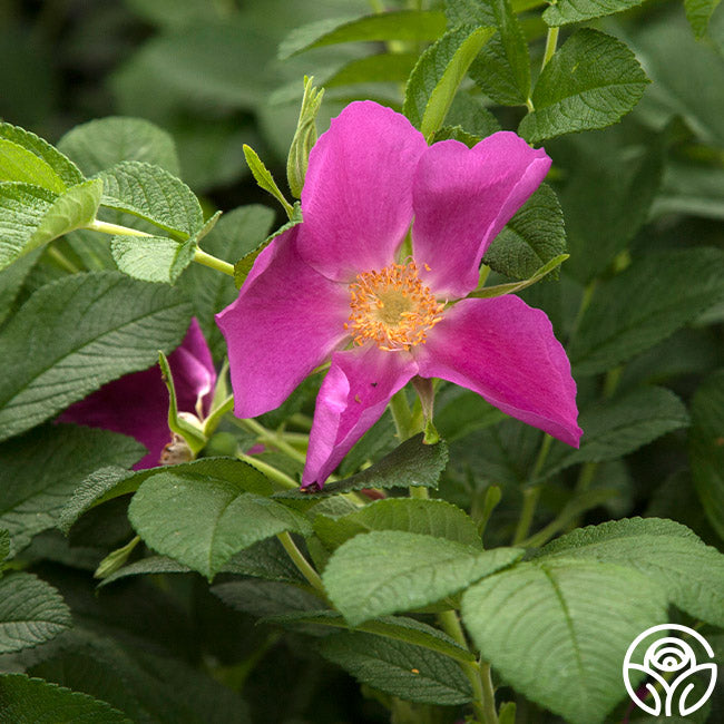 Rosa Rugosa