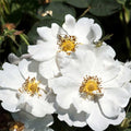Rosa Rugosa Alba Plena