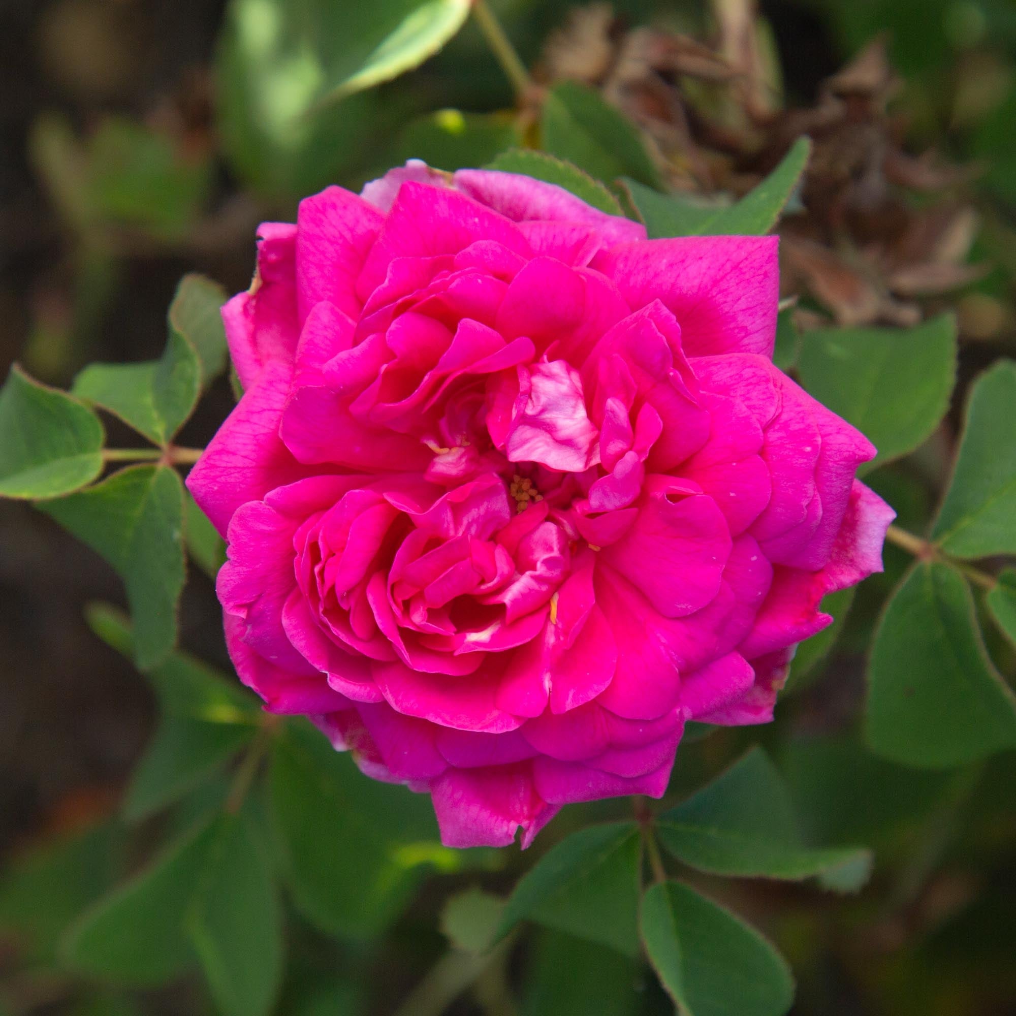 Rosa Damascena Semperflorens (Autumn Damask)