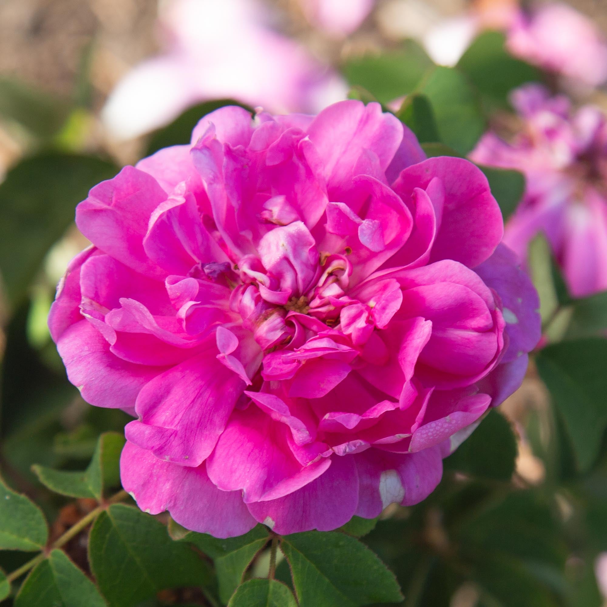 Rosa Damascena Semperflorens (Autumn Damask)