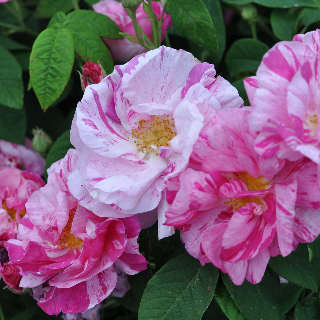 Rosa Mundi