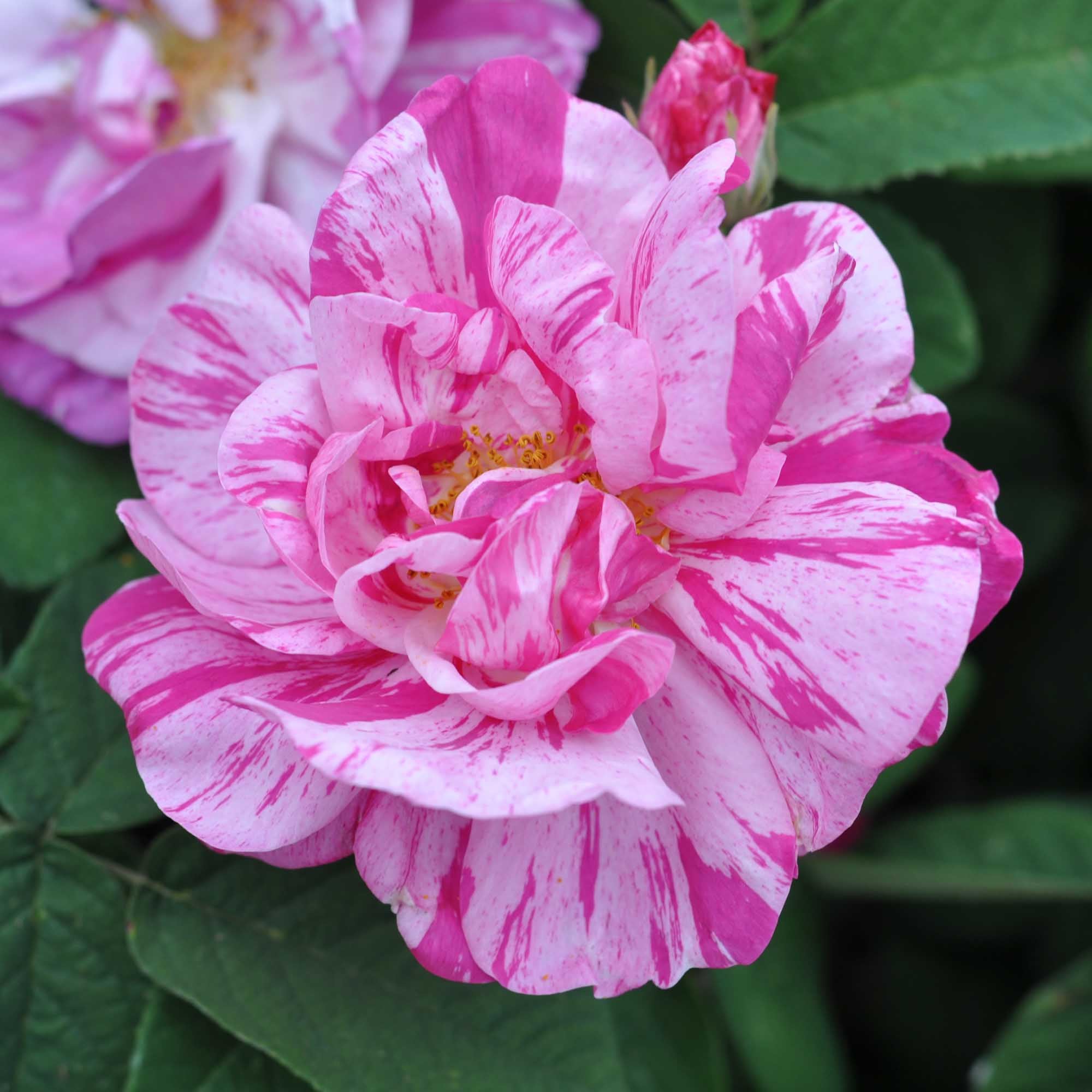 Rosa Mundi