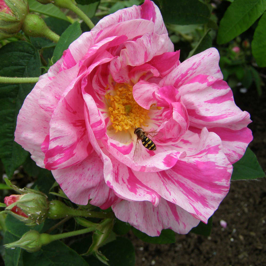 Rosa Mundi