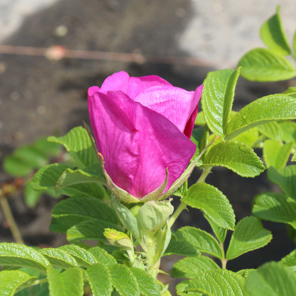 Rosa Rugosa