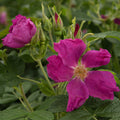 Rosa Rugosa
