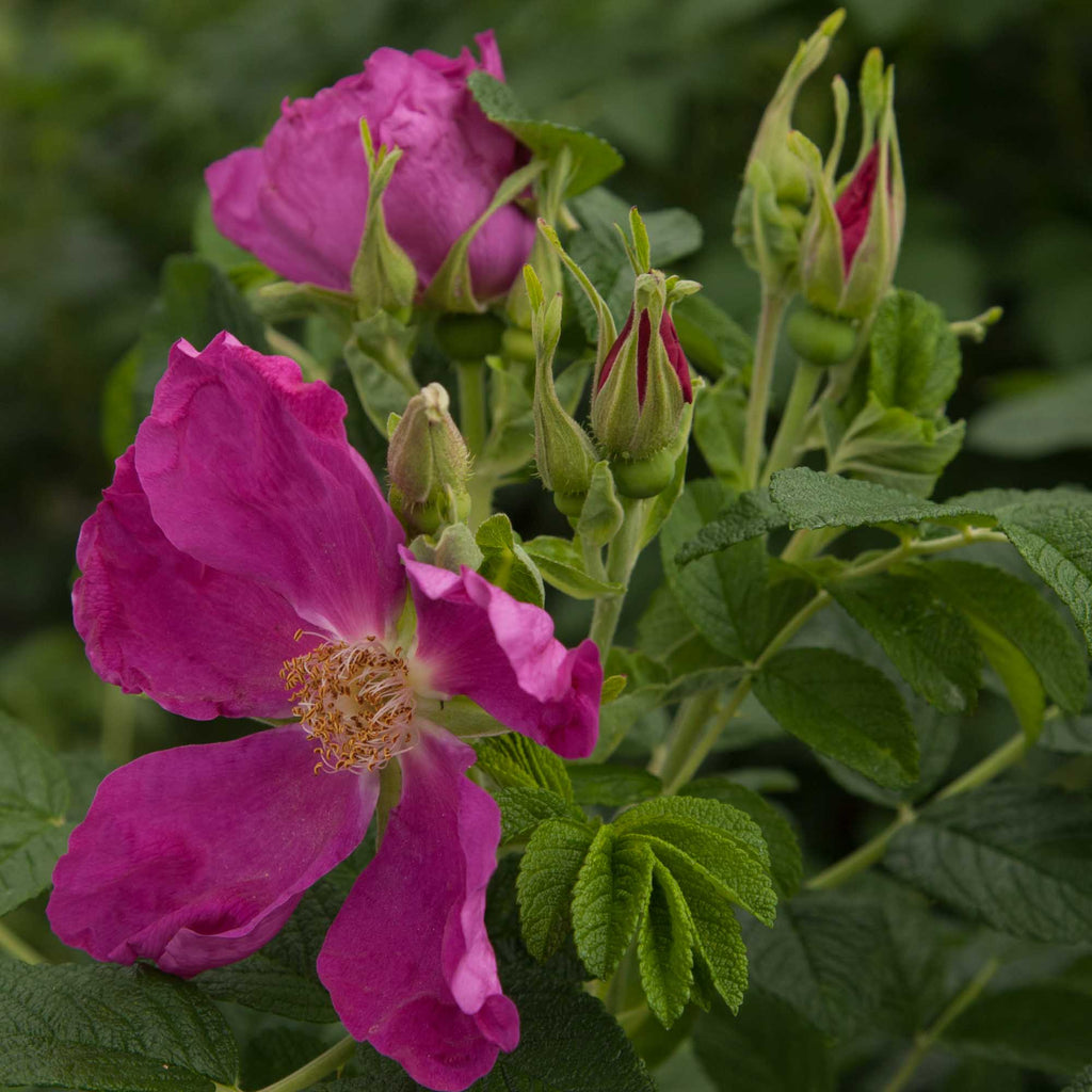 Rosa Rugosa