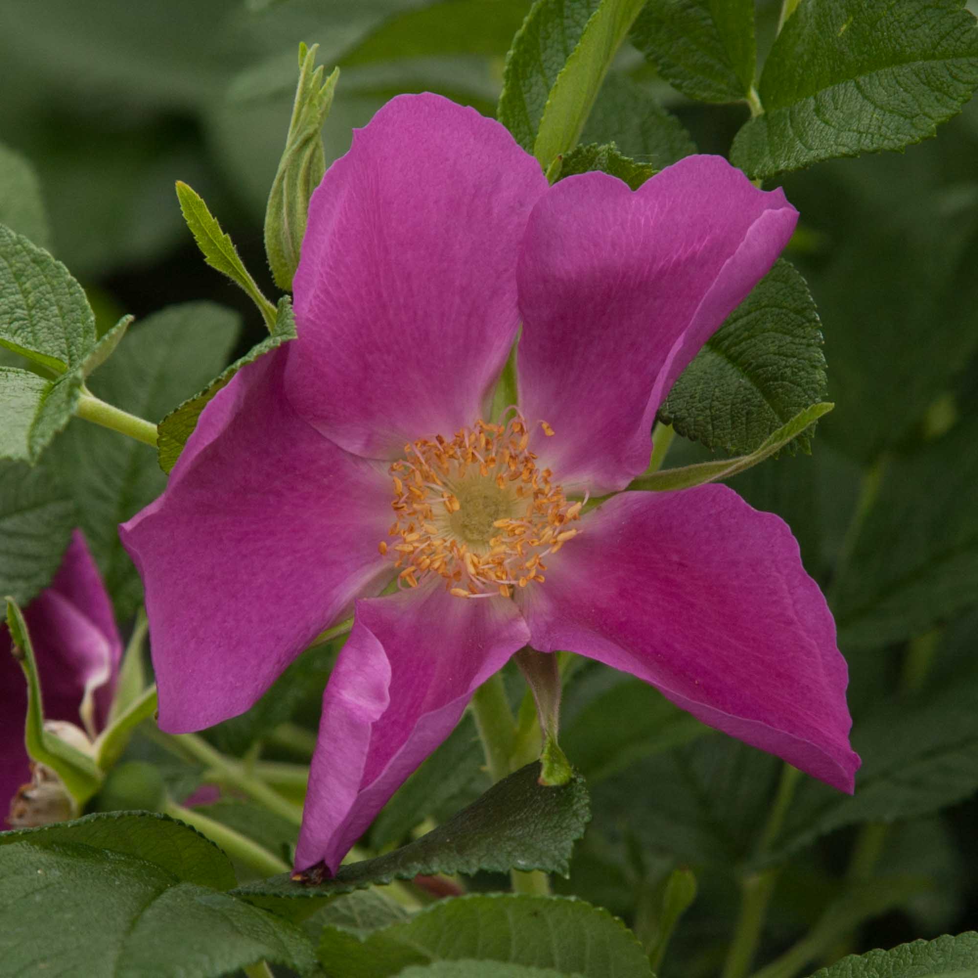 Rosa Rugosa