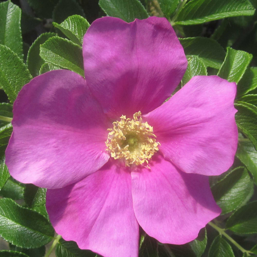 Rosa Rugosa