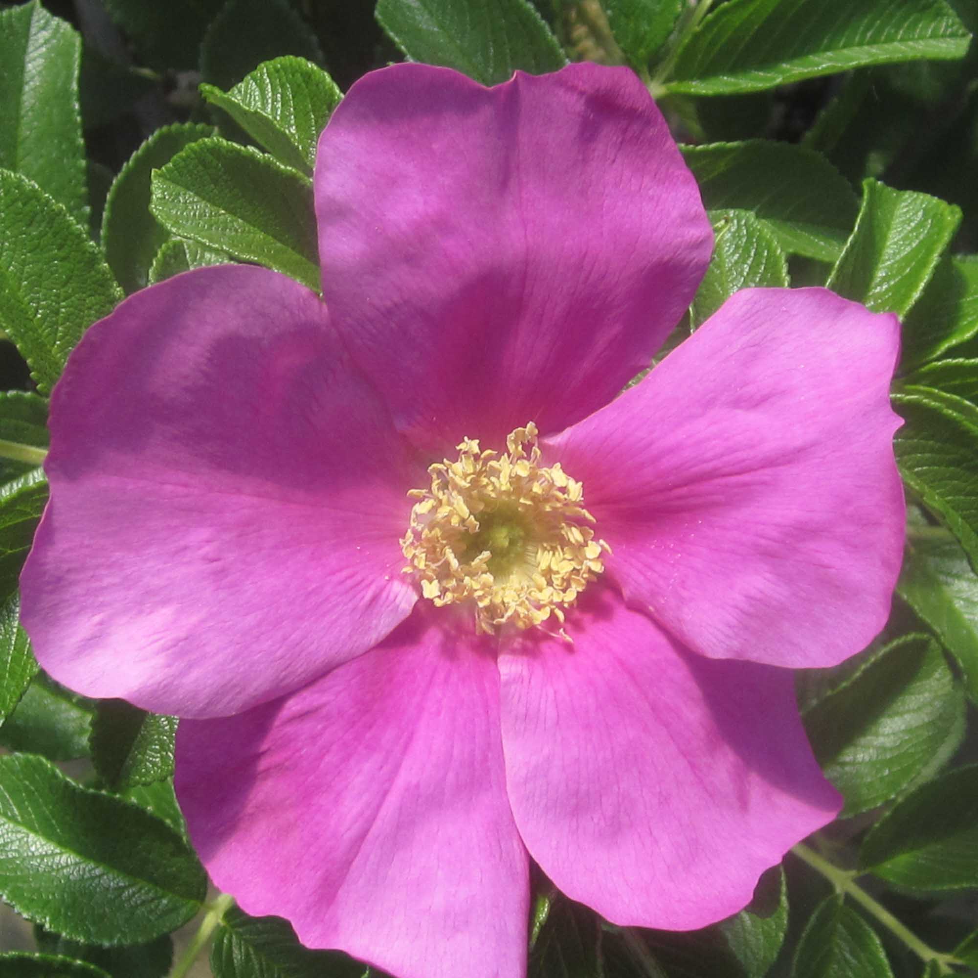 Rosa Rugosa