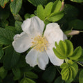 Rosa Rugosa Alba