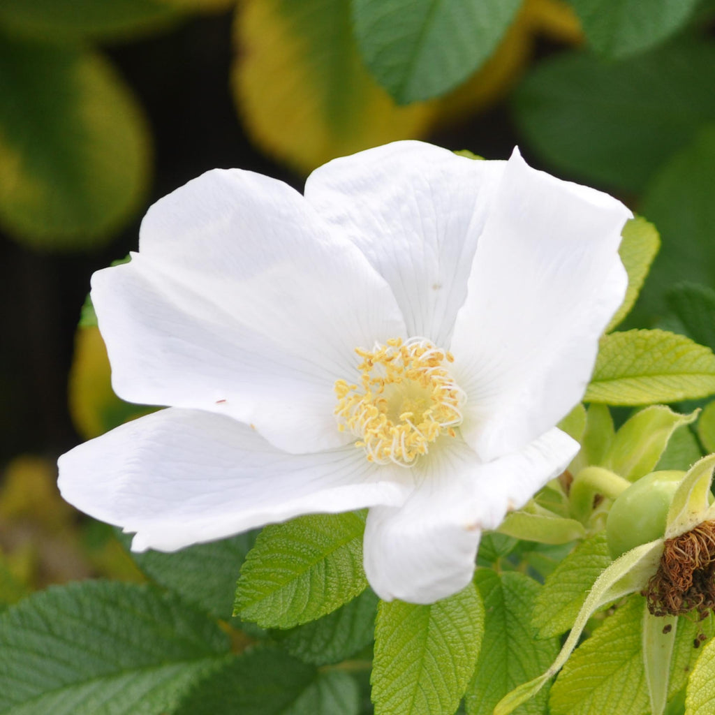 Rosa Rugosa Alba