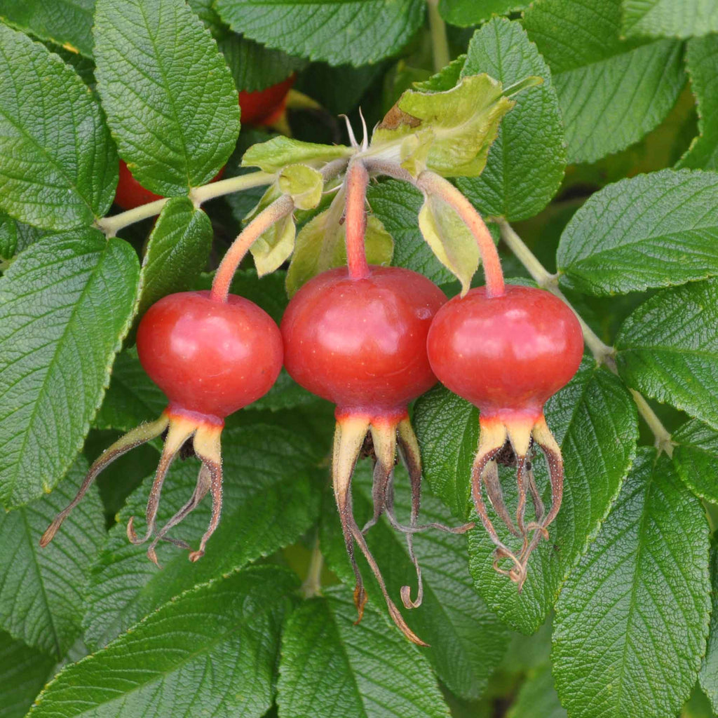 Rosa Rugosa Alba