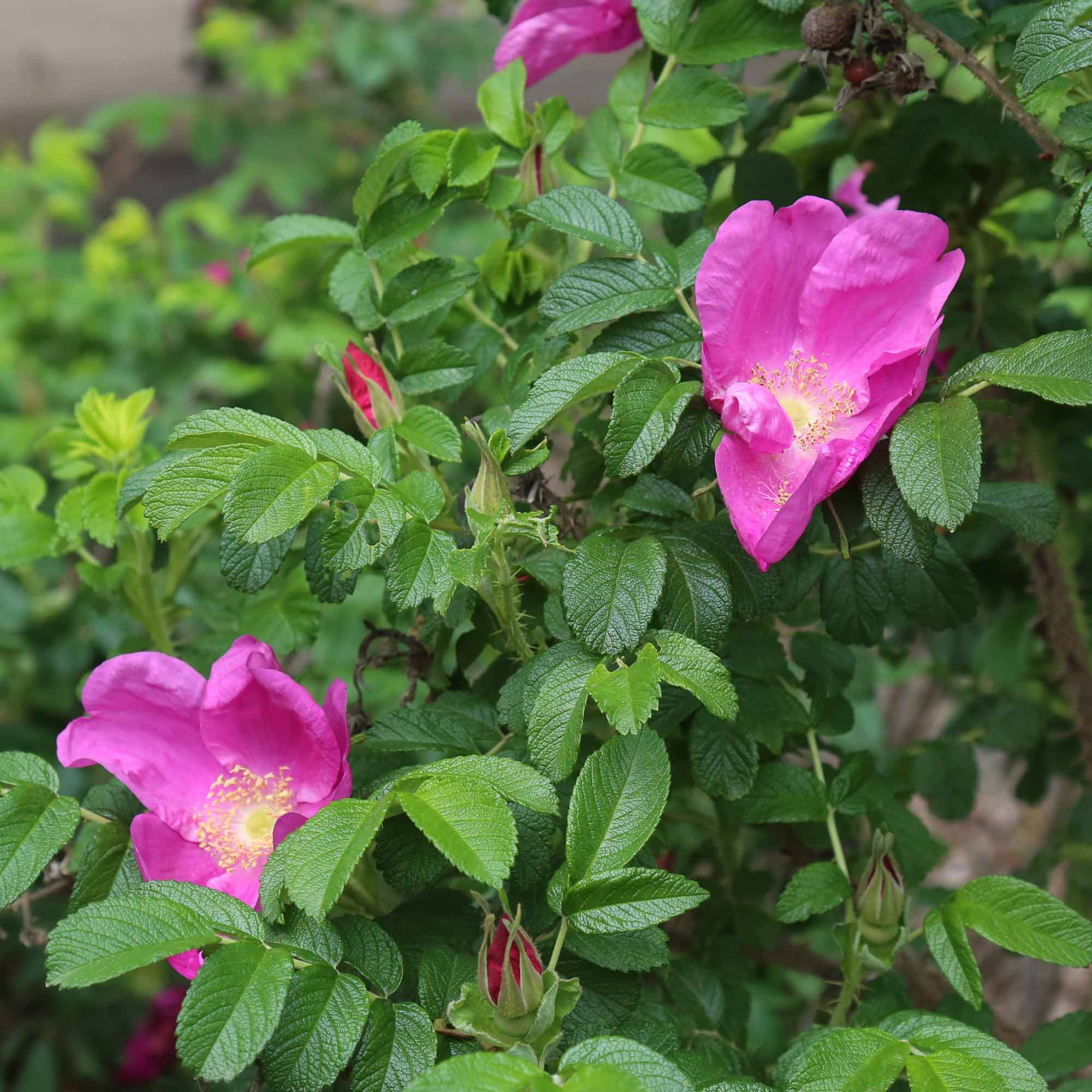 Rosa Rugosa Rubra