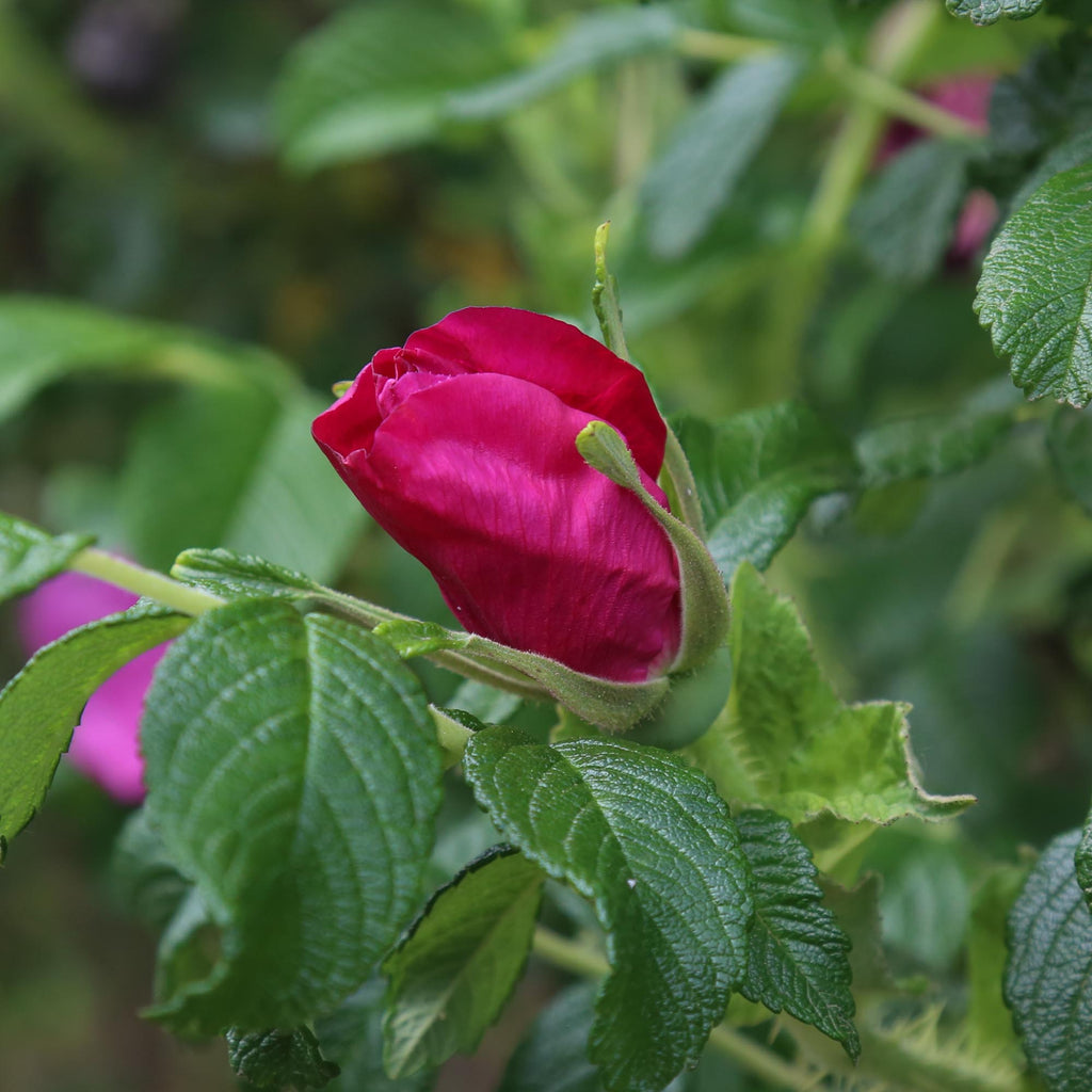 Rosa Rugosa Rubra