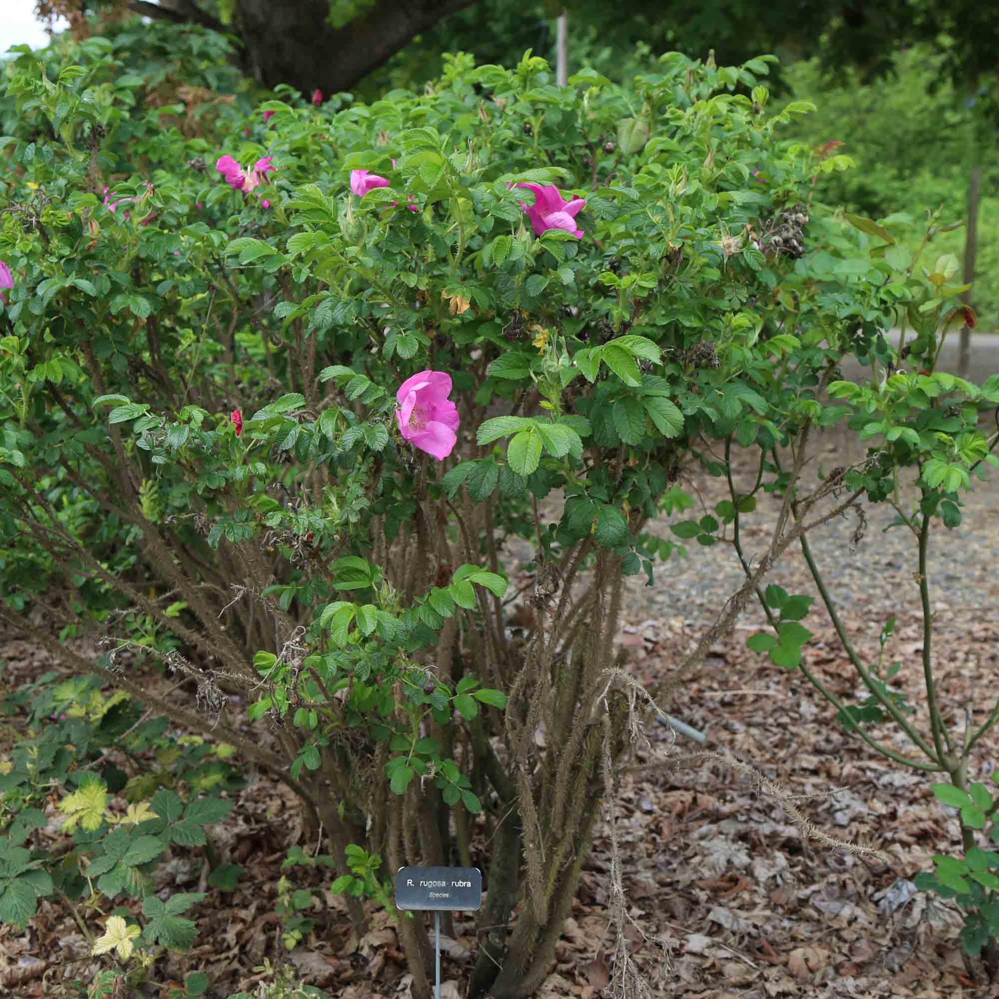Rosa Rugosa Rubra