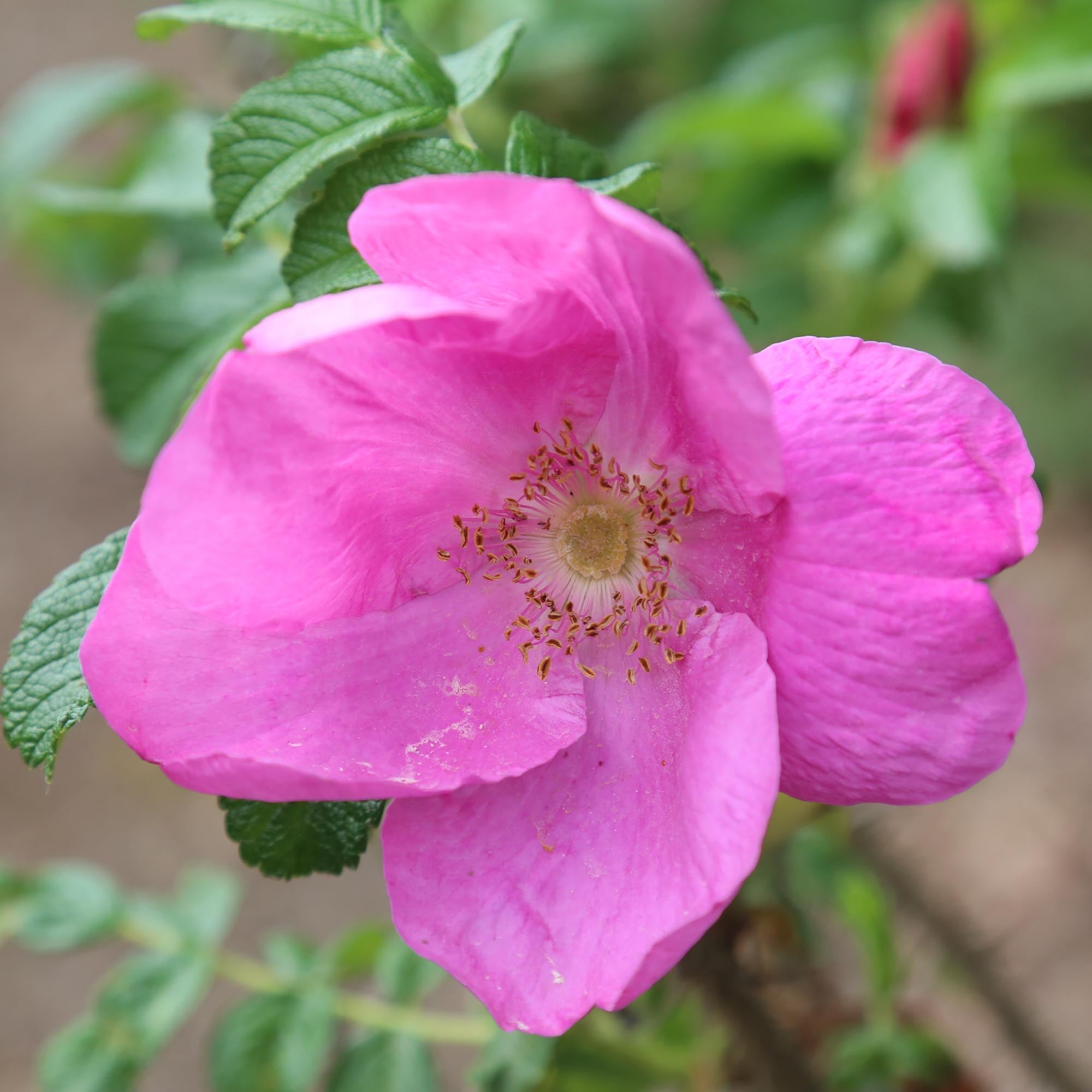 Rosa Rugosa Rubra