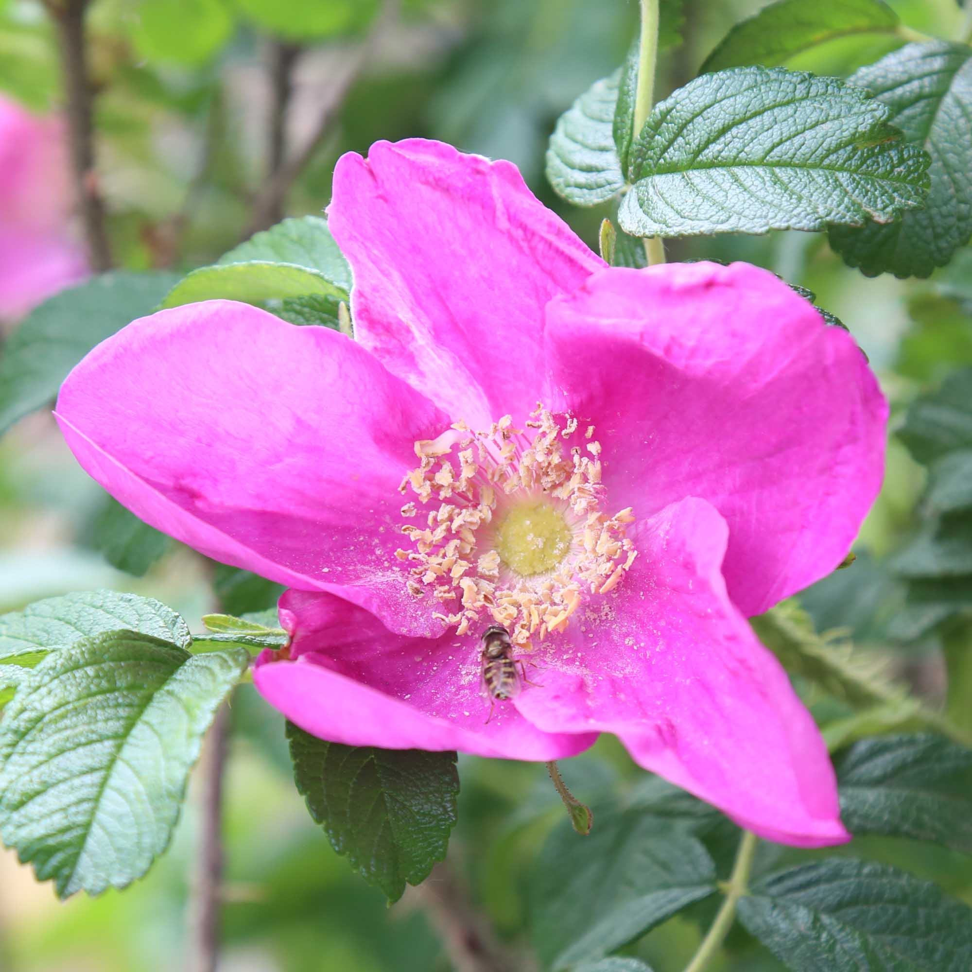 Rosa Rugosa Rubra