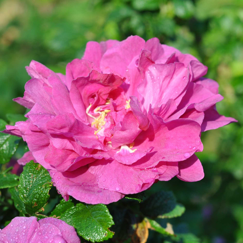 Rosa Rugosa Rubra