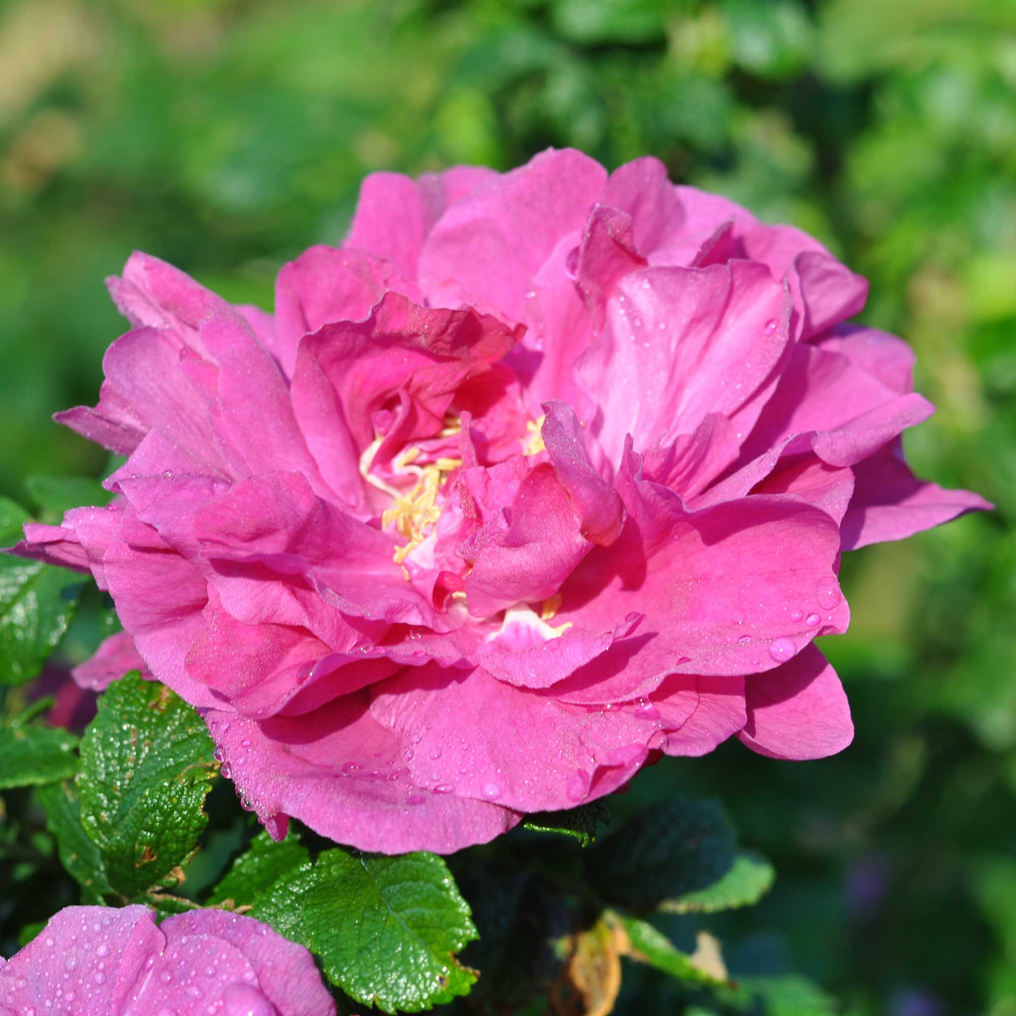 Rosa Rugosa Rubra