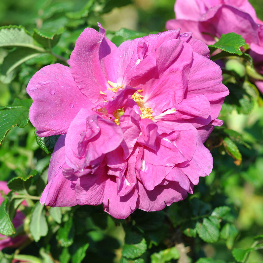 Rosa Rugosa Rubra
