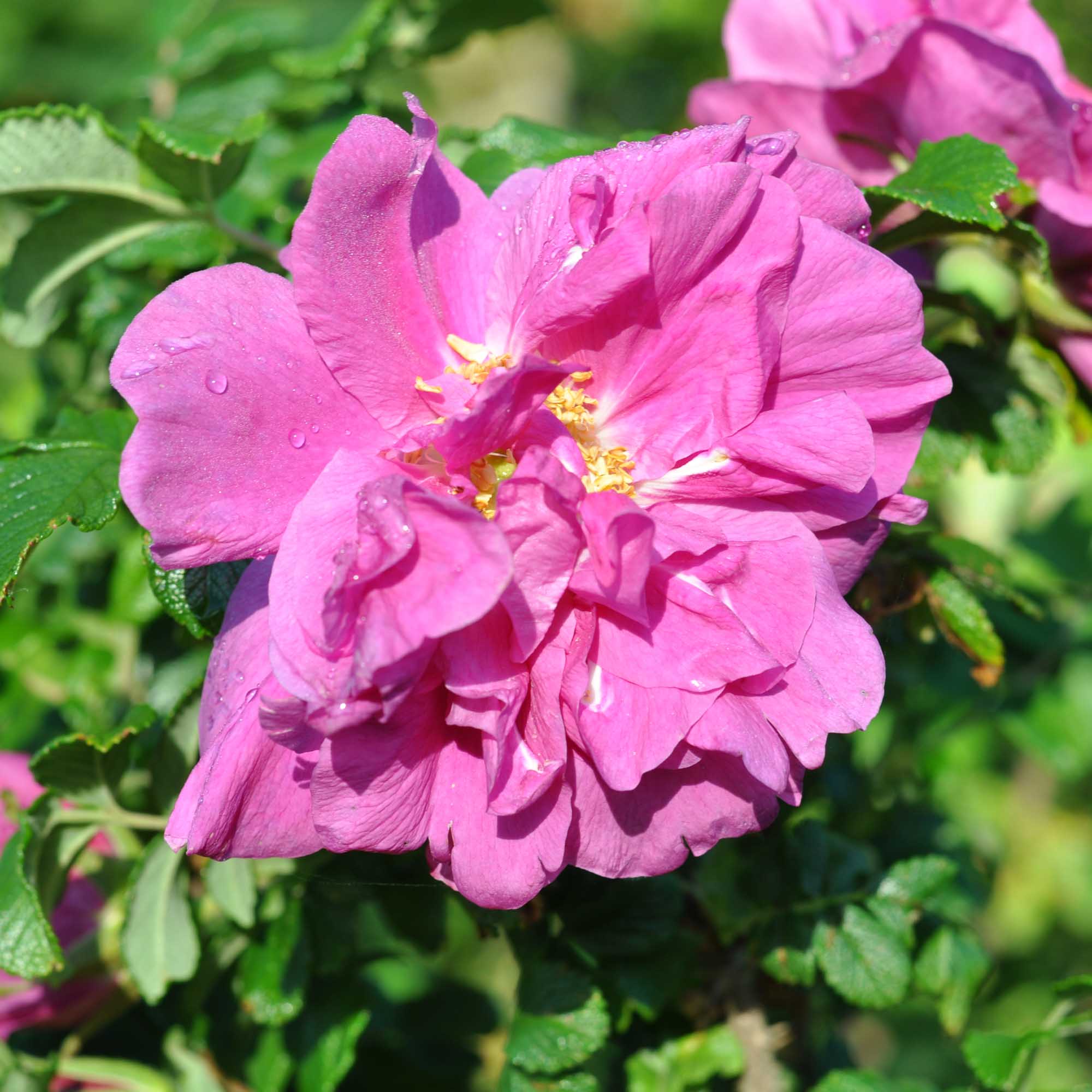 Rosa Rugosa Rubra
