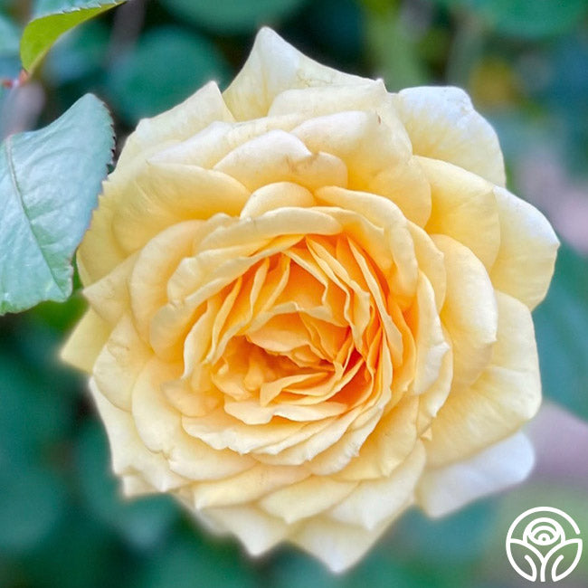 Hosna Roses Rosanna Jacobs | Yellow Hybrid Tea Rose Bush – Heirloom