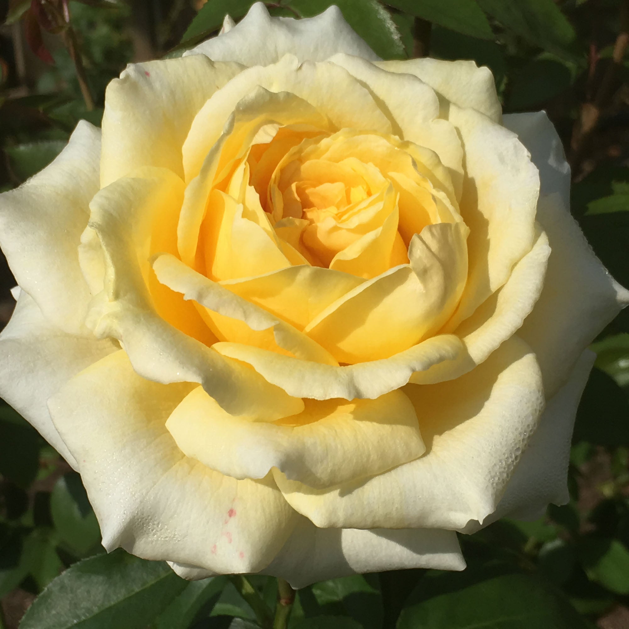 Rosanna Jacobs