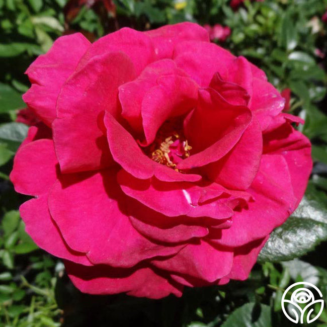 Rose d'Annecy®