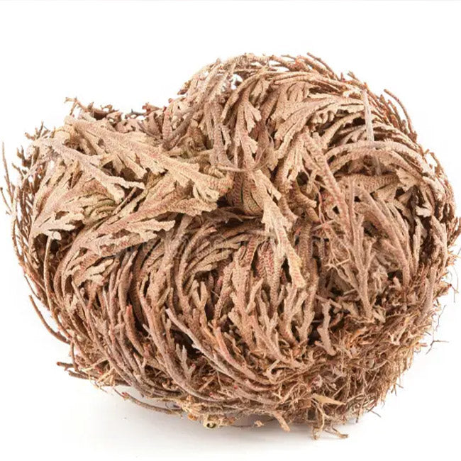 Rose of Jericho