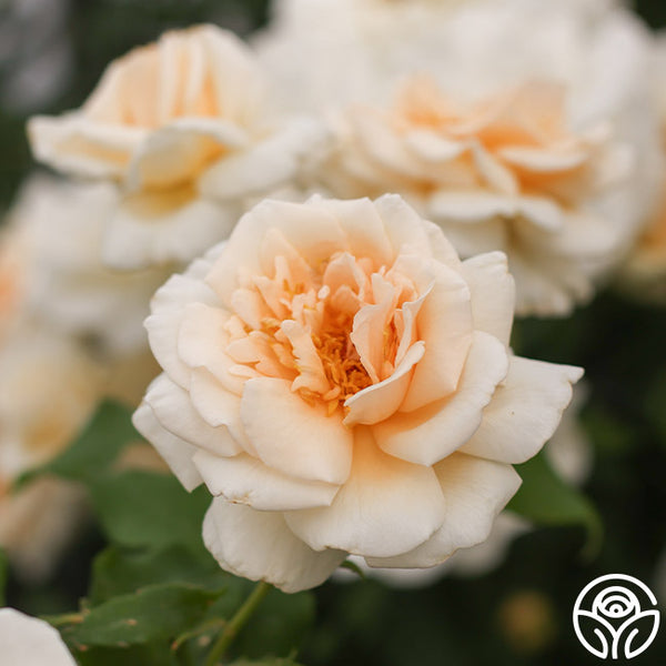 Rose of Rosalie Hybrid Tea Rose | Heirloom