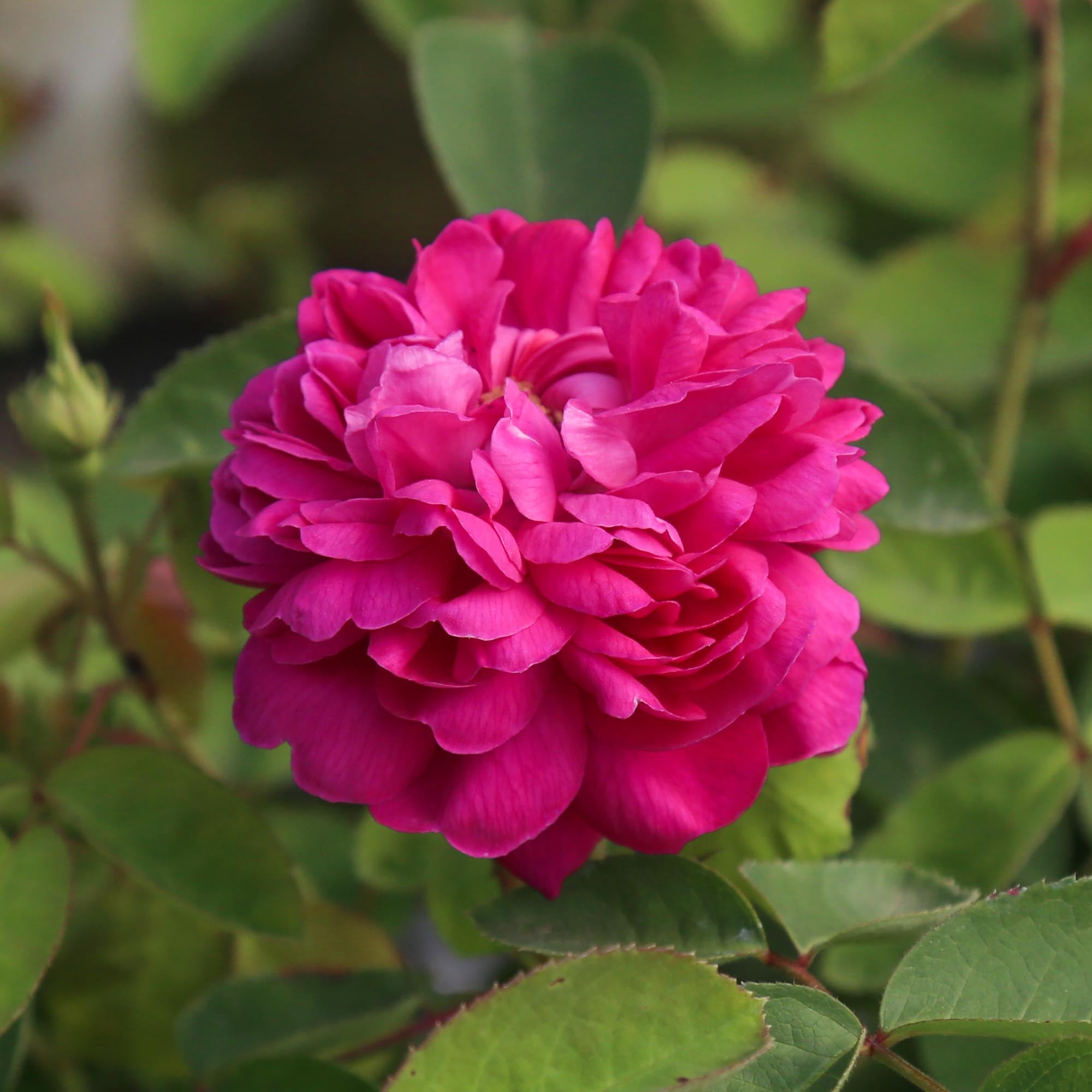 Rose de Rescht Portlands Rose | Fragrant Rose Bush – Heirloom