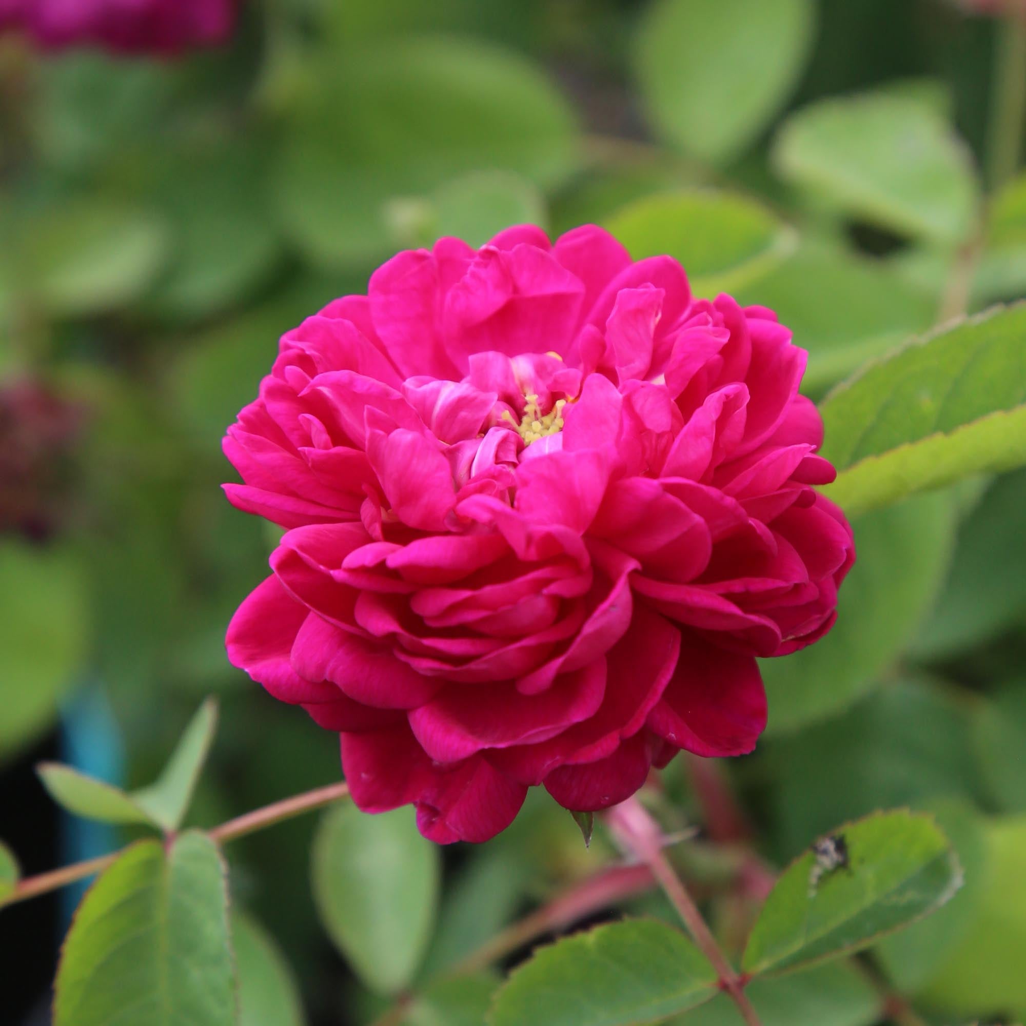 Rose de Rescht