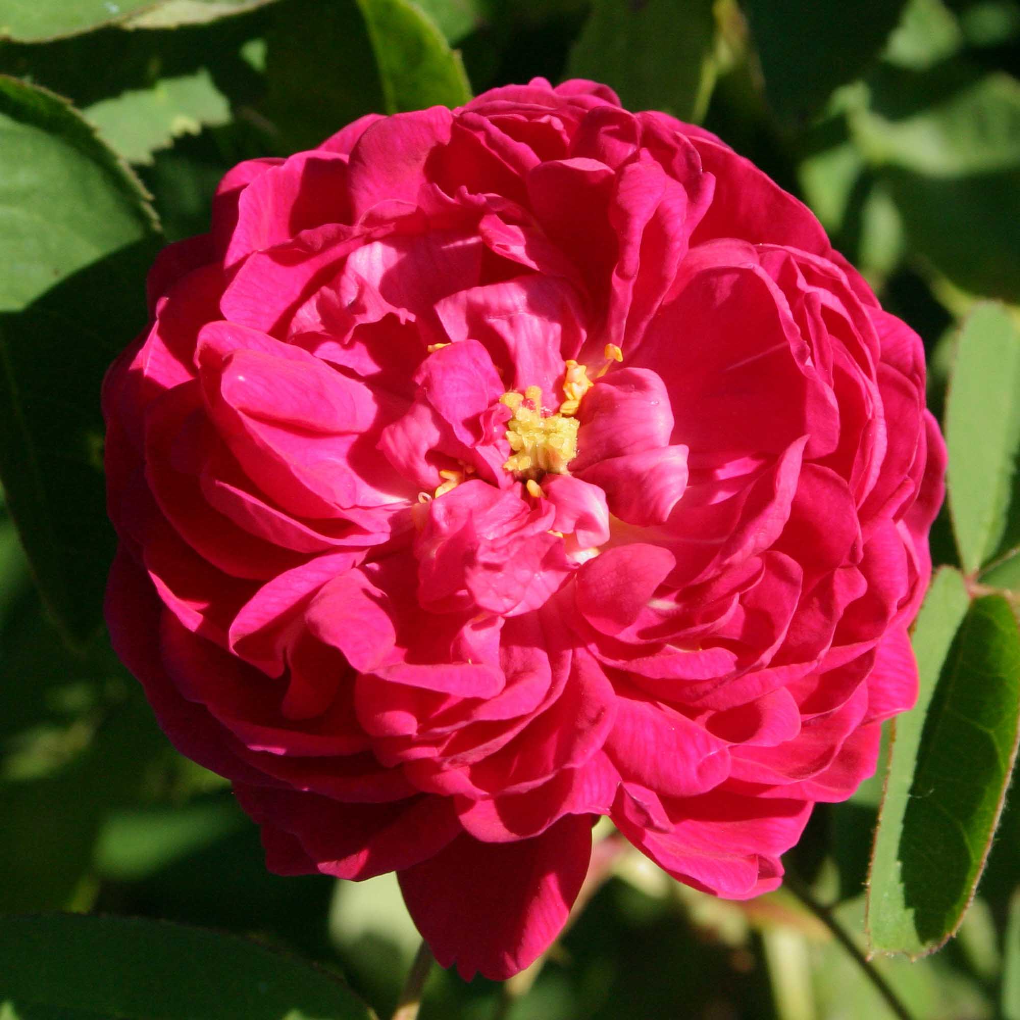 Rose de Rescht Portlands Rose | Fragrant Rose Bush – Heirloom