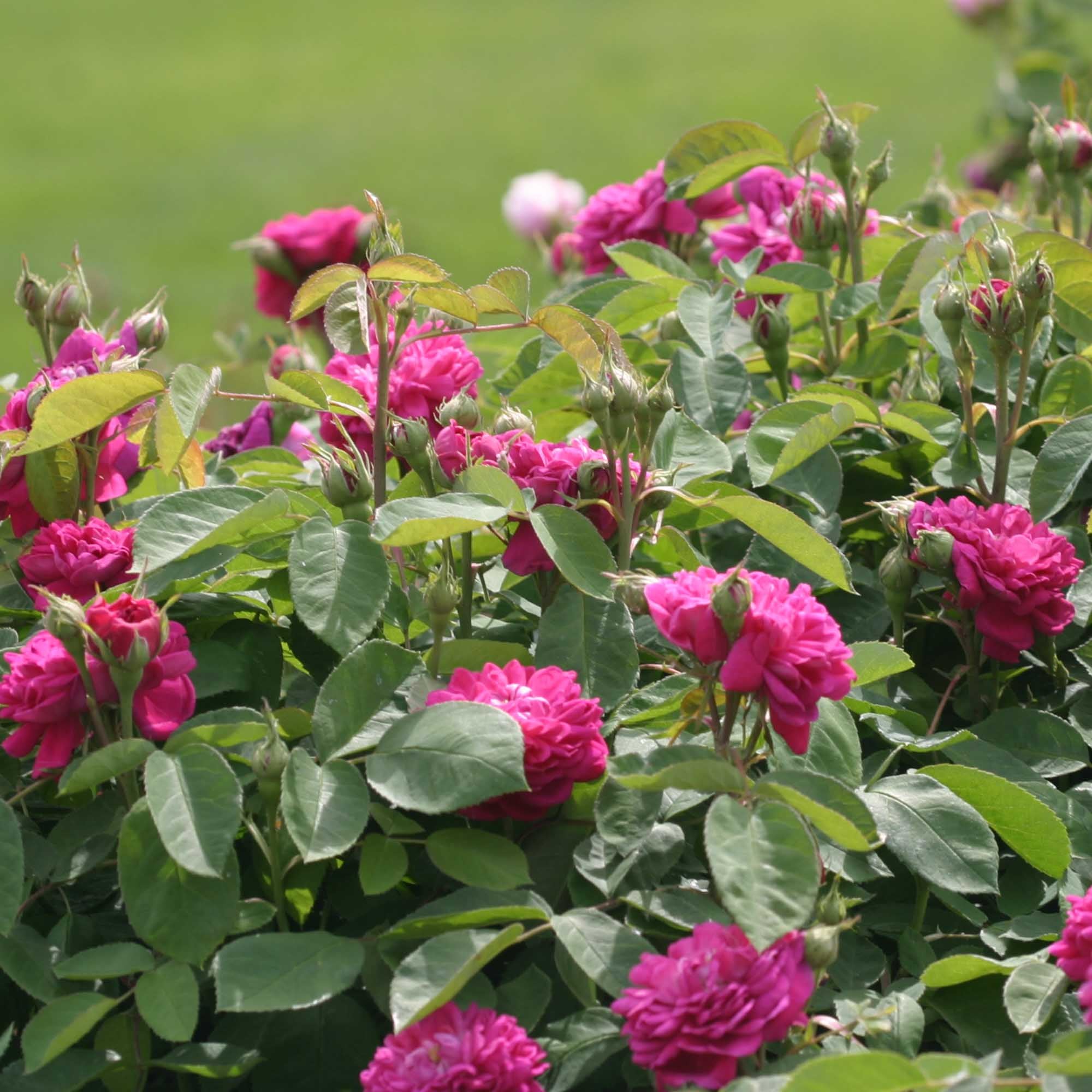 Rose de Rescht Portlands Rose | Fragrant Rose Bush – Heirloom