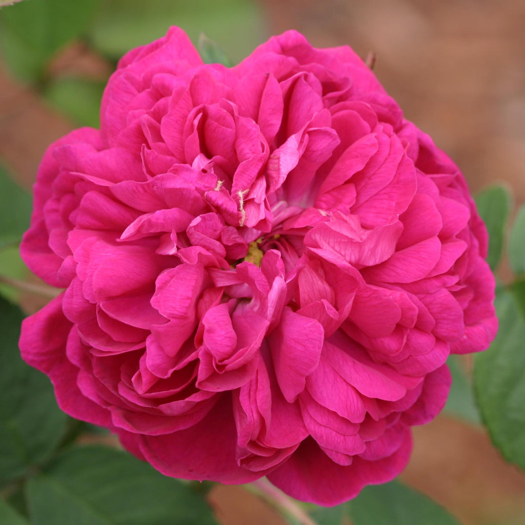 Rose de Rescht