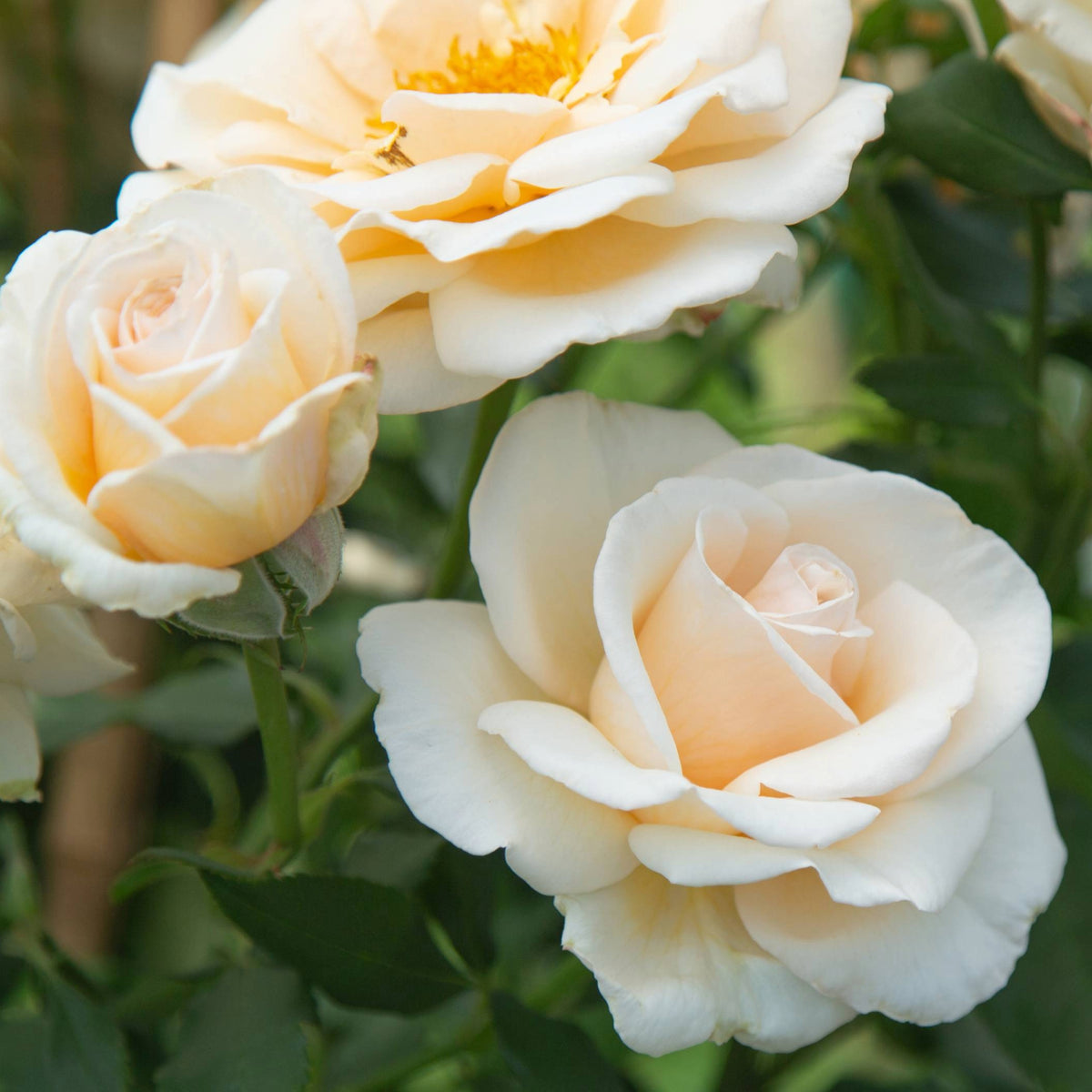 Rose of Rosalie™