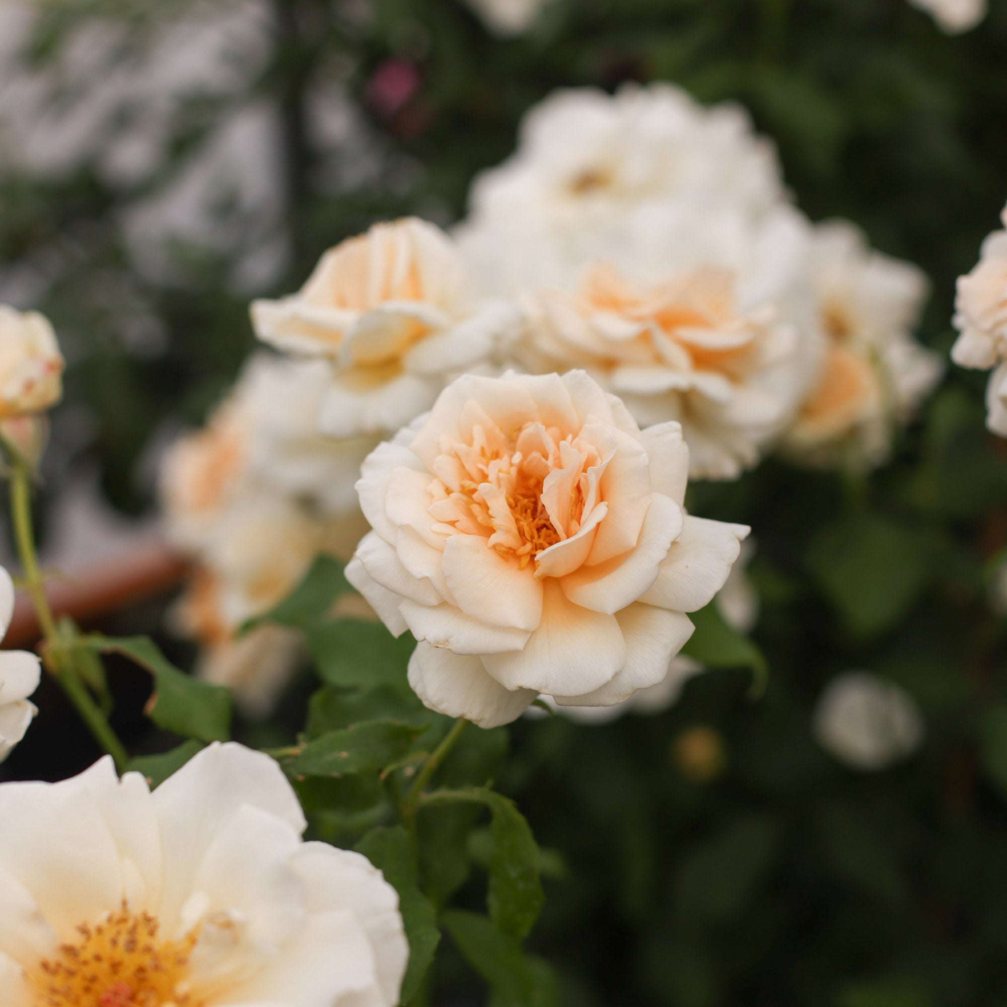 Rose of Rosalie™