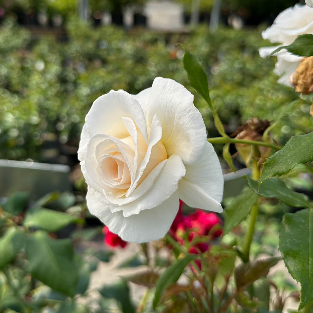 Rose of Rosalie™