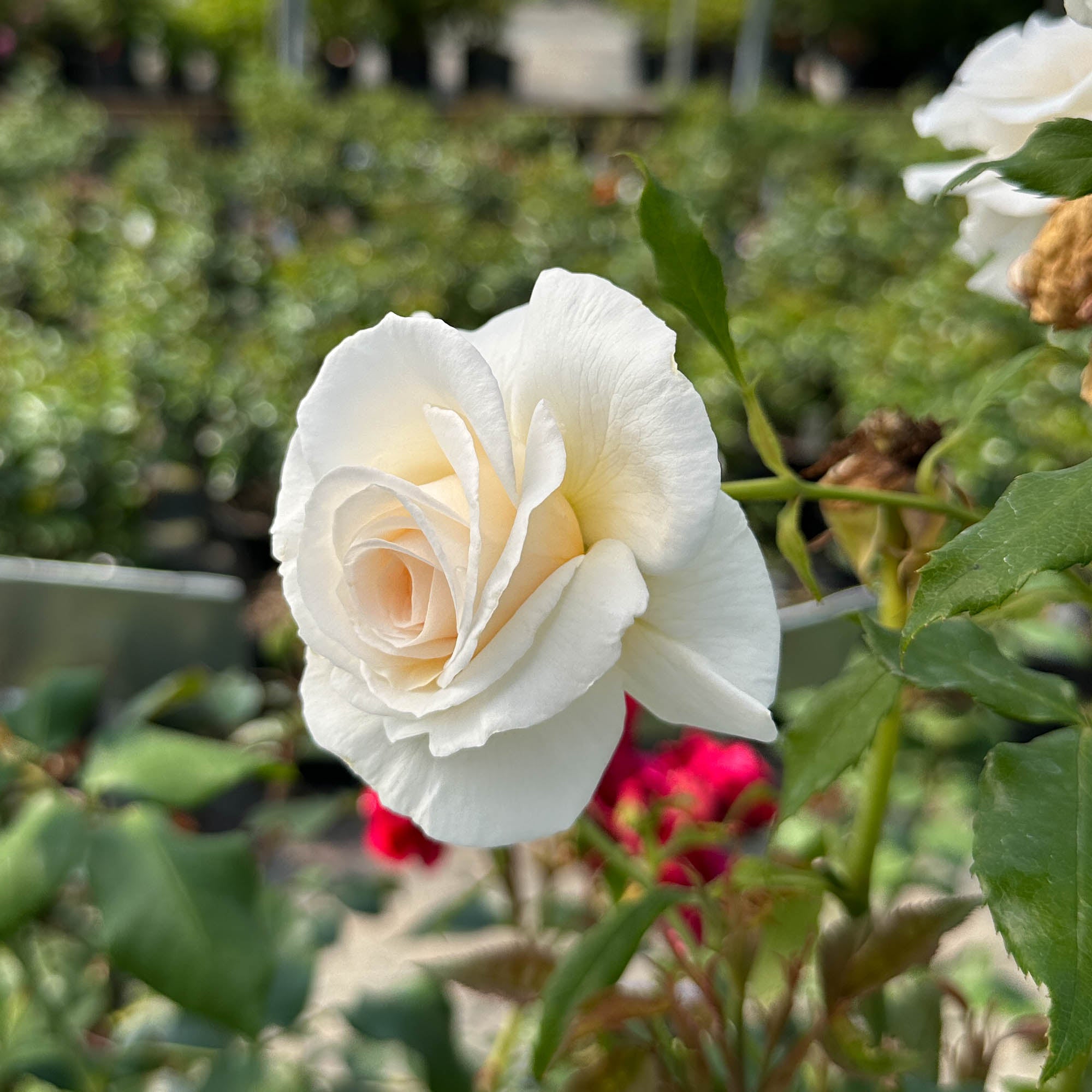 Rose of Rosalie™
