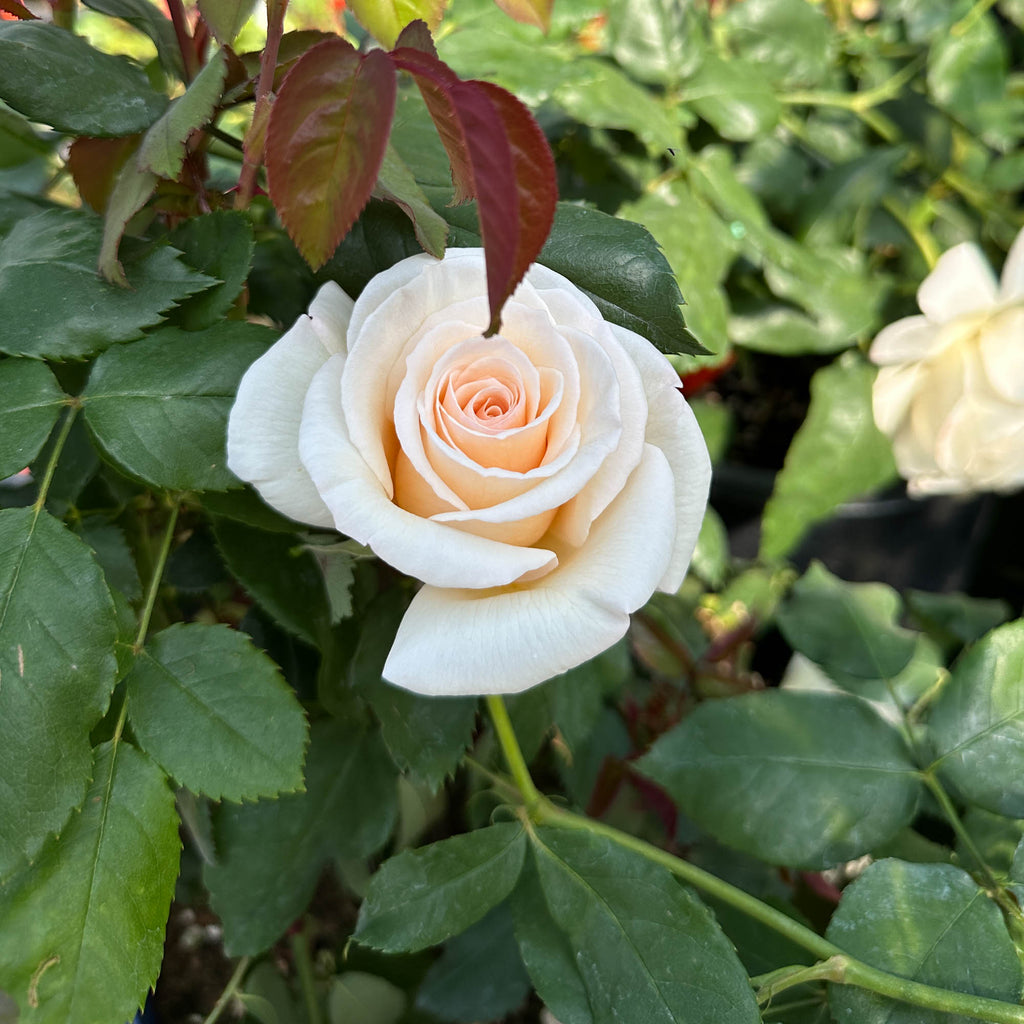 Rose of Rosalie™