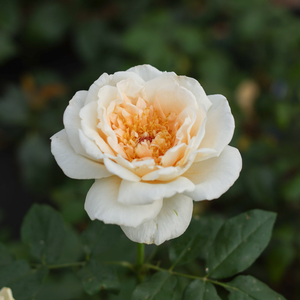 Rose of Rosalie™