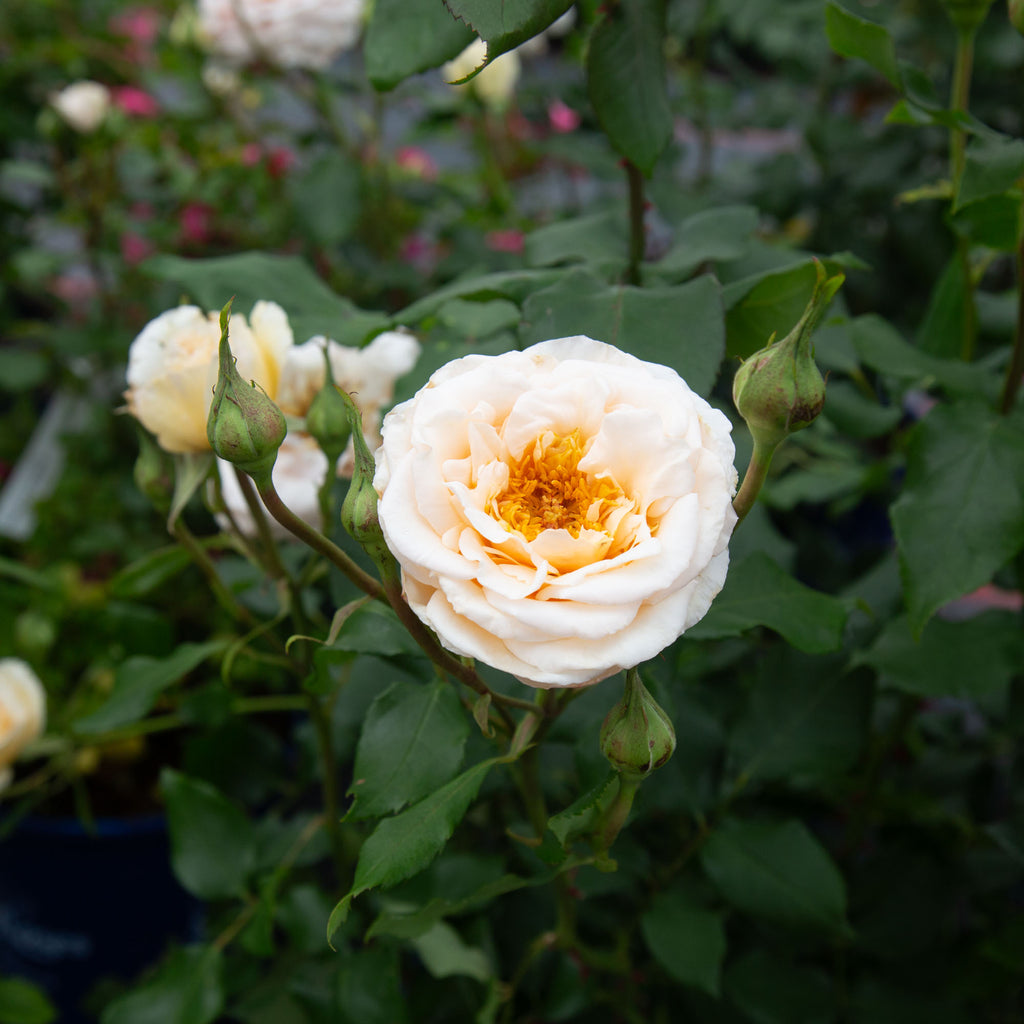 Rose of Rosalie™